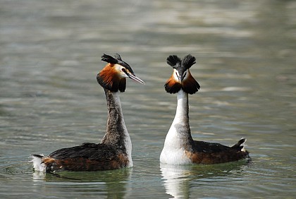 N°6 - Le circuit des oiseaux