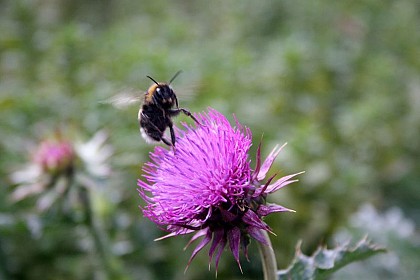 Le Tirail - Abriès en VTT