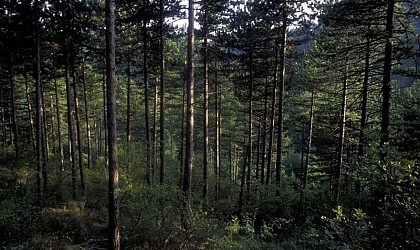 MANOSQUE - En forêt Domaniale de Pélicier