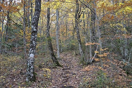 PLAN D'AUPS SAINTE-BAUME - Le sentier Merveilleux