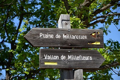 RIEZ - Le plateau des Millarettes