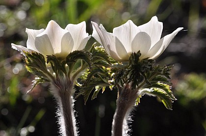 Ristolas - le Pré Michel