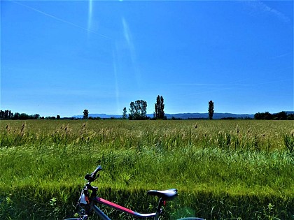 Bike ride in the Provencal countryside