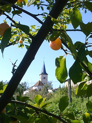 Balade autour de Rozelieures