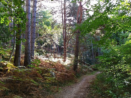 La forêt de Dourdan