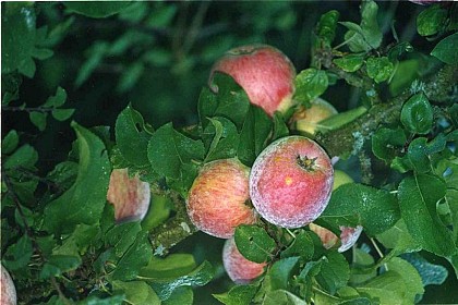 Forêt et verger