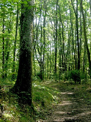 Les allées forestières de la forêt de Blois... à VTT