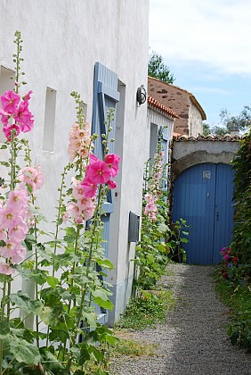 Roses trémières - Ile de Noirmoutier