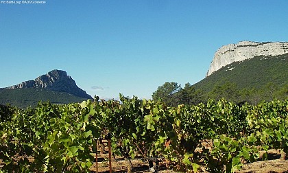 RANDONNÉE TOUR ENTRE VIGNES ET CAUSSE - GR® DE PAYS TOURS EN GRAND PIC SAINT-LOUP