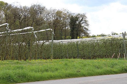 Le sentier des vergers - Le Plessis Macé