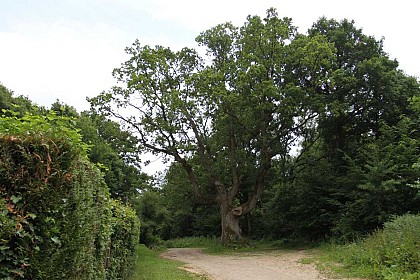 Le sentier du Buquet