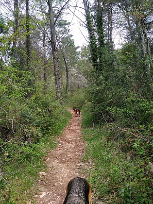 Saint Cézaire, en suivant Seypah dans les bois derrière la déchetterie