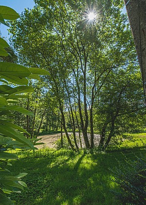 Le bois de Messincourt