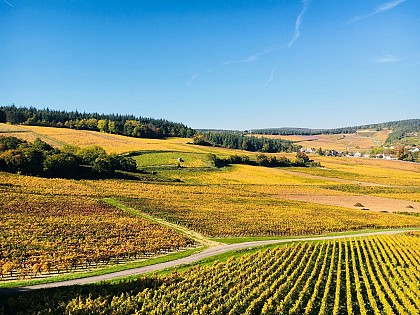 Mercurey M1 : les sentiers thématiques de Mercurey