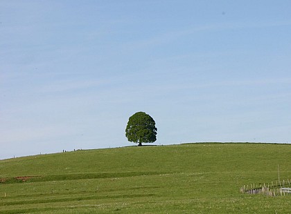 Entre Cère et Goul à Badailhac