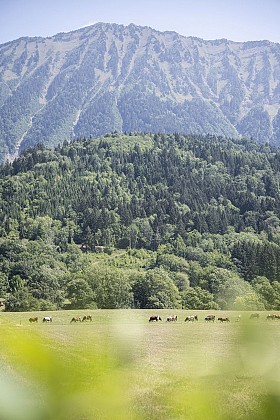 Le Crêt - Cani'spot n°8