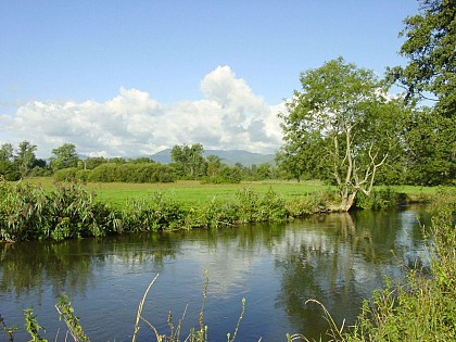 ALSACE CENTRALE : La forêt de l'Ill*Wald (67)