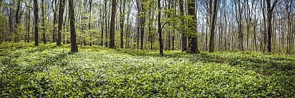 Sittelle loop