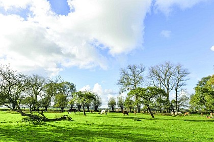 The Lady of the Wolves