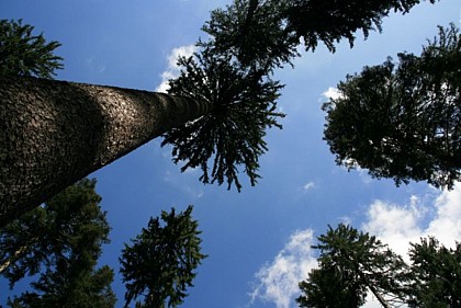 Cyclo' - Sur la route des Sapins - Levier