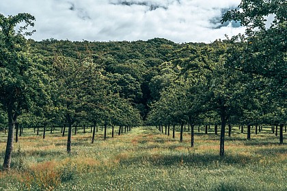 The Verdoyante: Livarot to Saint-Pierre-sur-Dives