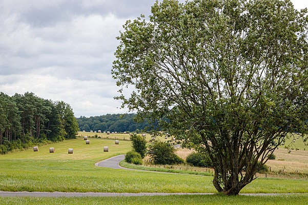Randonnée à pied - Circuit Le Lion Couronné