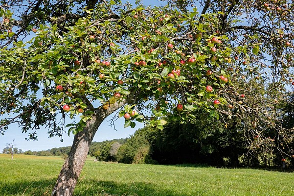 Le Chemin des Fruitiers à Wiesviller