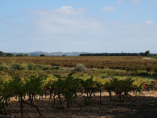 Vue garrigue