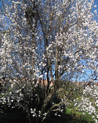 Sentier des arbres -Boucle Sud_Vallabrix