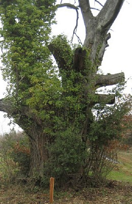 Sentier des arbres -Boucle Sud_Vallabrix