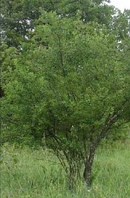 Sentier des arbres -Boucle Sud_Vallabrix