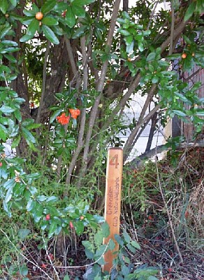 Sentier des arbres -Boucle Nord_Vallabrix