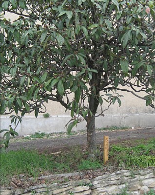 Sentier des arbres -Boucle Nord_Vallabrix