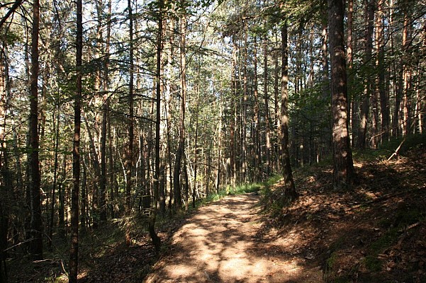 Chemin du Patrimoine "Une forêt en pays welche"