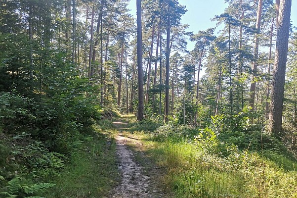 Chemin du Patrimoine "Une forêt en pays welche"