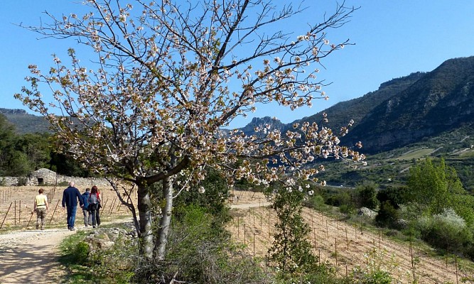 Les terrasses de Pégairolles0005 ©CDRP34