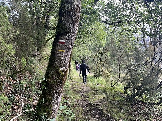Sentier à travers les bois