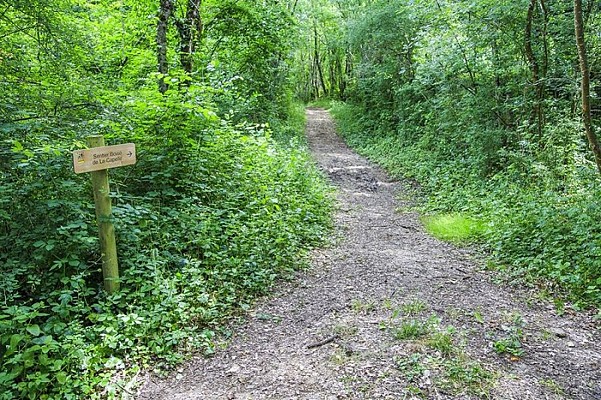 Dans les bois