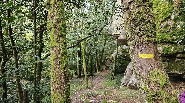Dans les bois de mont roc