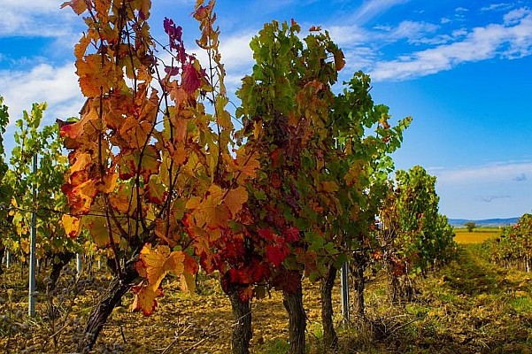 Vignes