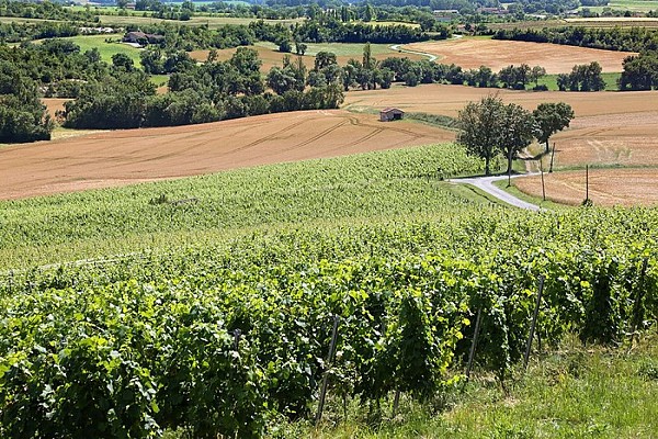 Paysage de vignes