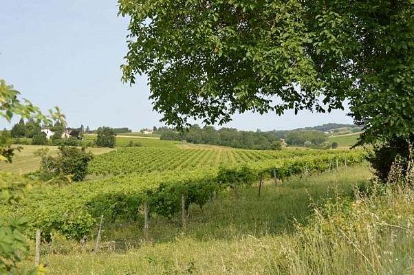 Paysage de vigne en été