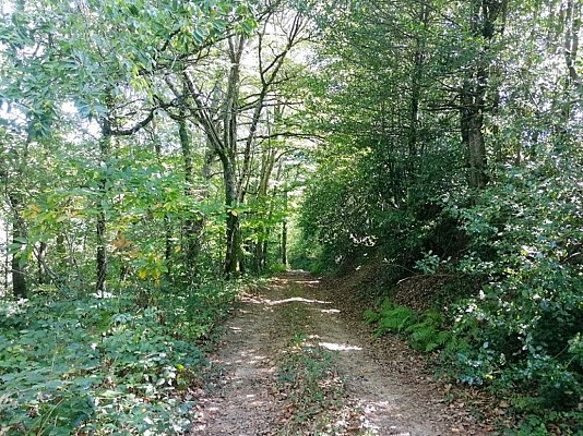Passage dans les bois