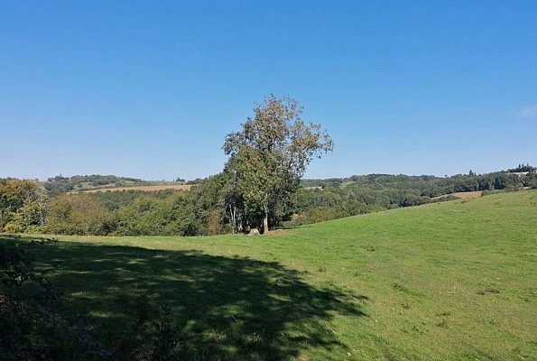 Le long des chemins forestiers
