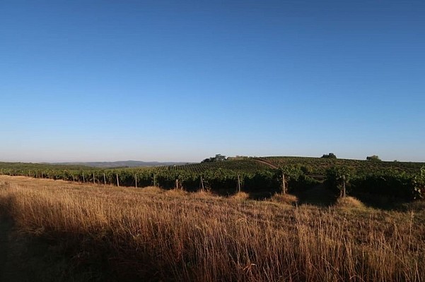 Point de vue sur les vignes
