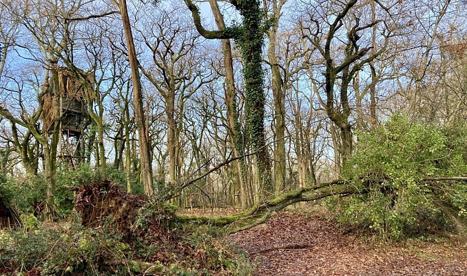 Forêt Salies