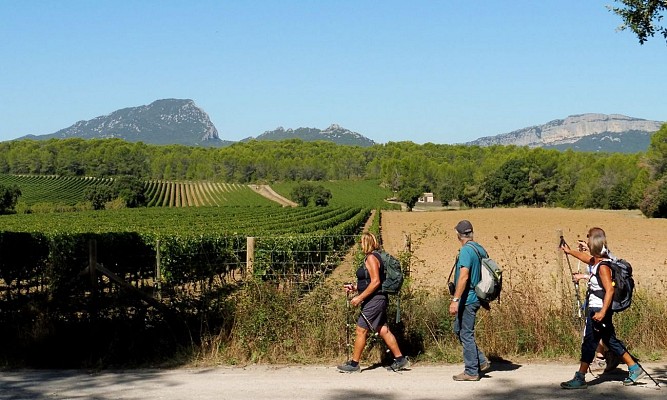 En bordure de vignes_CDRP34