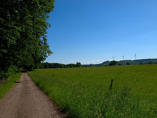 Route forestière