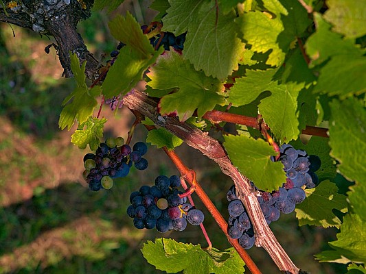 Dans les vignes, Burbach