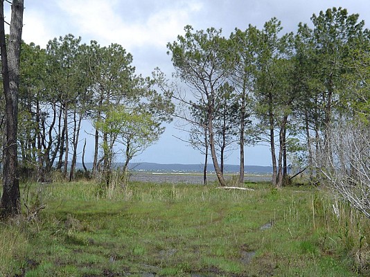 Etang de Sanguinet